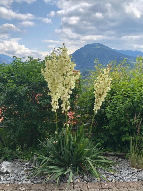 Ferienwohnung mit Sicht auf die Berge (Nähe Flims/Laax) image 33
